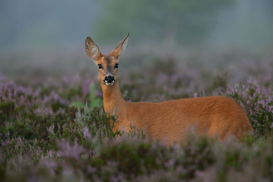 A roe deer in profile.